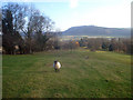 Sheep pasture near Wigmore Hall