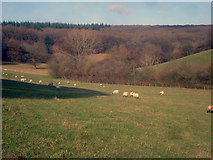 SO4067 : Sheep pasture on Woodhampton Farm by Trevor Rickard