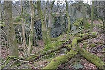 NY3406 : Disused Quarry, White Moss Wood by Mick Garratt