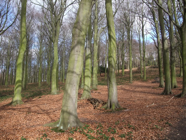 Beech trees, Manor Hills wood