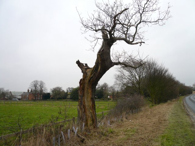 Dead Tree