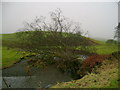 Tree fallen over Water of Assel