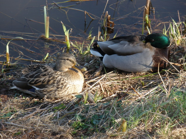 A pair of Mallards, roosting by the canal