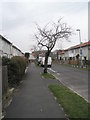 Winter trees in Birdlip Road