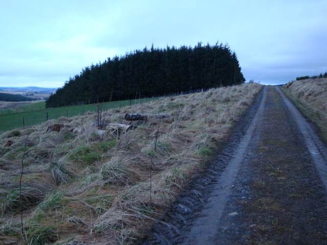 Conifer plantation