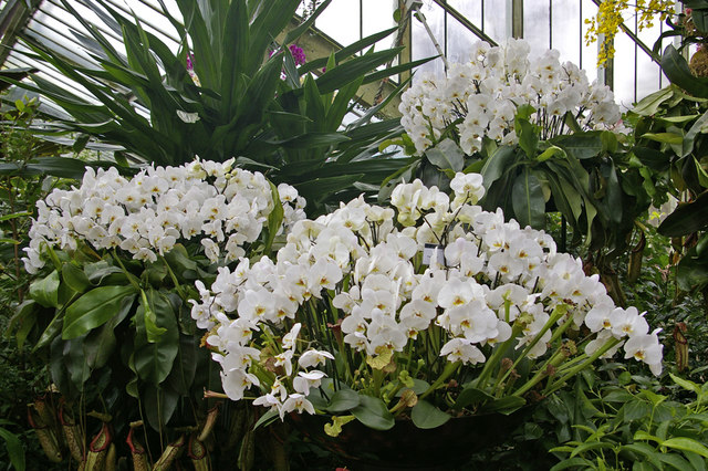 Orchids, Kew Gardens, Surrey