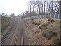 Coppiced trees on railway cutting