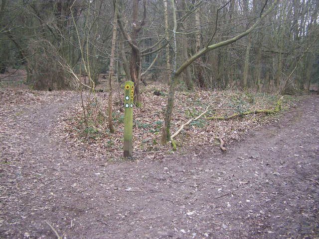 Footpath Junction in Nine Horse Wood