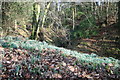 Snowdrops at Brock Mill