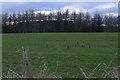 A Covey of Partridges in a field near Letham,  Angus