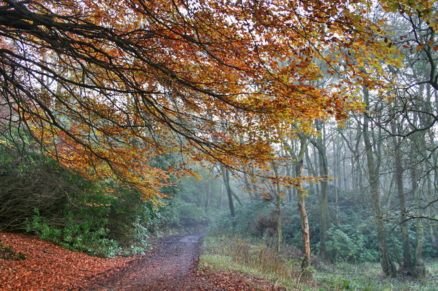 Autumnal Bridleway in Holme Wood