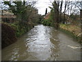 Hogsmill River in Kingston upon Thames