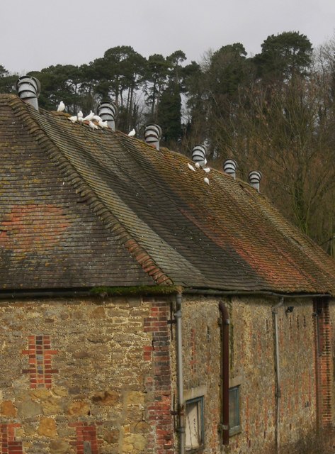 White doves on barn roof