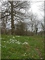 Holdenhurst, snowdrops