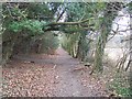 Footpath junction on track through trees