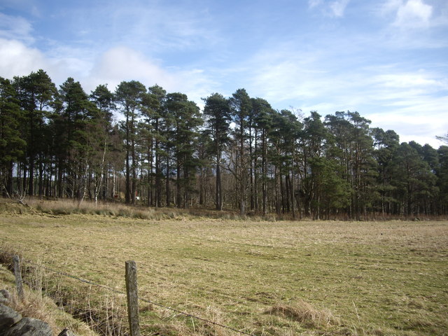 Forest edge by Gordonstone