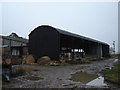 Dodholm  Farm  cattle  in  barn