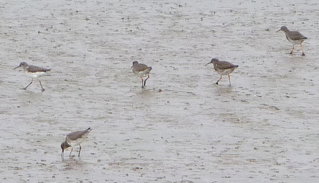 Redshanks on the Humber Foreshore