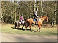 Horse riders on Monument Drive, Ashridge