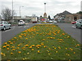 Kinson, crocuses