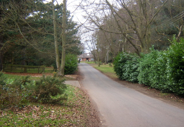Lane at Broom Hill