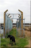 TQ9788 : Into the Cage! An Uninviting Footpath Section by Trevor Harris