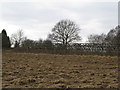 Derelict greenhouses