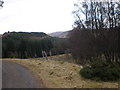 NH7425 : Old Fence Crossing Forest Clearing in Glen Kyllachy by Sarah McGuire