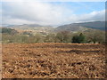 Dead bracken near Ty