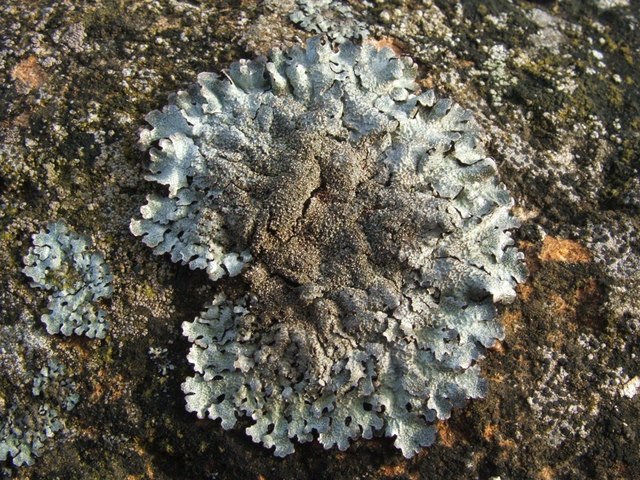 A lichen - Parmelia saxatilis