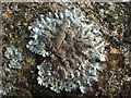 NS3678 : A lichen - Parmelia saxatilis by Lairich Rig