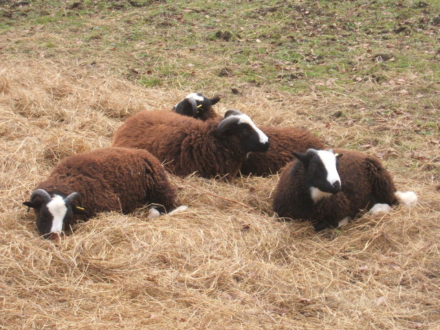 Four brown sheep