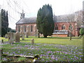 Sway: churchyard crocuses