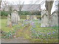 Sway: gravestones and crocuses