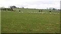 Sheep grazing west of Heugh