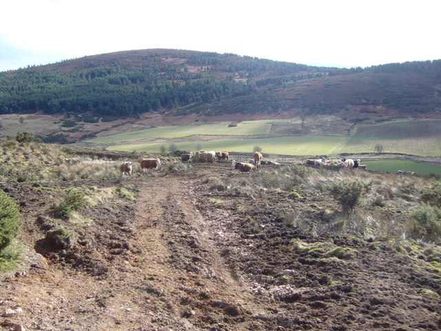 Cattle on track down from Lamawhillis
