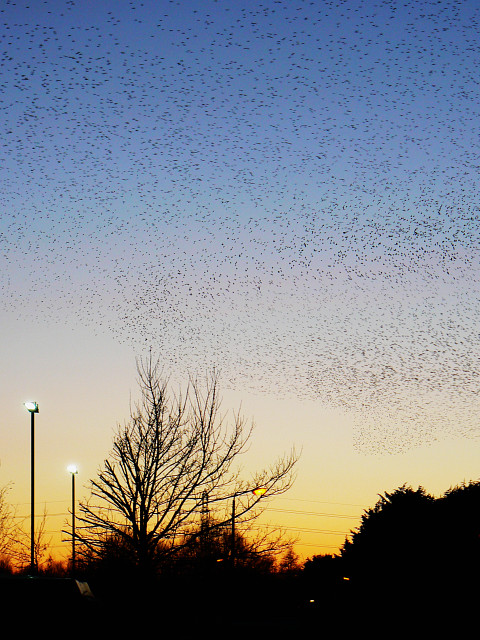 Starlings over Rodbourne, Swindon (1)