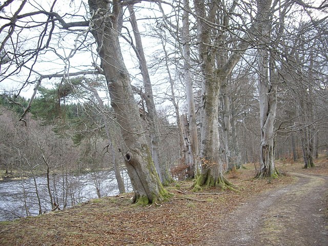 Mature trees by riverside track