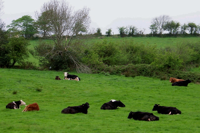 Cattle resting near Doe Castle