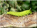 Caterpillar of the Poplar Hawk moth - Laothoe populi