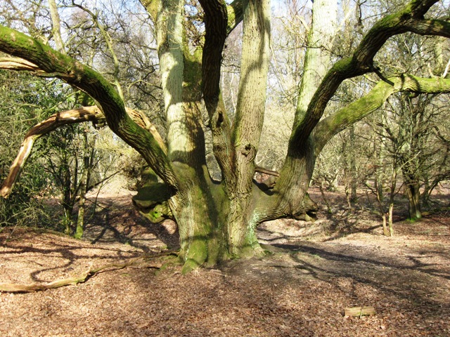 Old Hedgerow Oak, Moneybury Hill