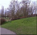 Immature Crocuses, Buckingham