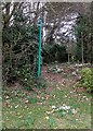 Snowdrop footpath, St. Leonards