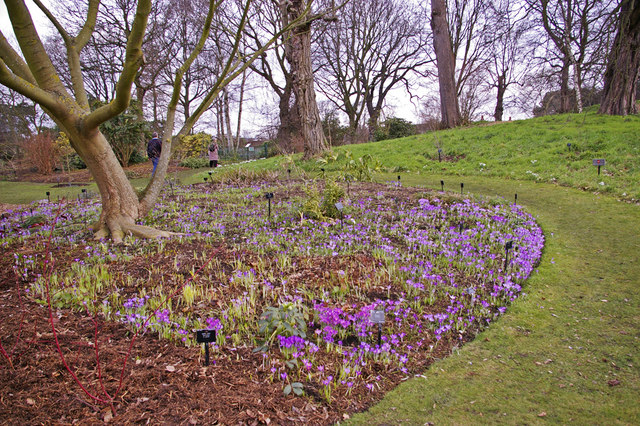 Crocus bed, Kew Gardens, Surrey