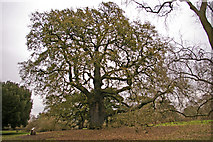 TQ1877 : Lucombe Oak (Quercus x hispanica 'Lucombeana' ) by Christine Matthews