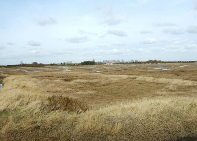 Old Hall Creek marshes