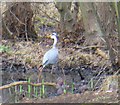 Grey Heron