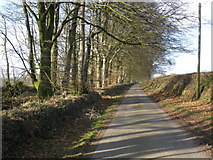 ST2214 : Avenue of Beech trees, north of Otterford by Roger Cornfoot