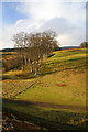 Beech trees, Auchnacree