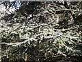 Detail of Atlantic Cedar at Howick Hall